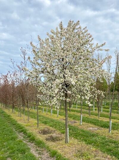 Malus 'John Downie' / Zierapfel 'John Downie'