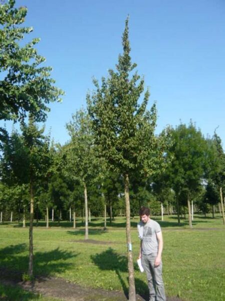 Cornus mas (Kornelkirsche) Hochstamm 20-25 StU mit Drahtballen, junger Baum mit Stamm und grüner Krone im Feld