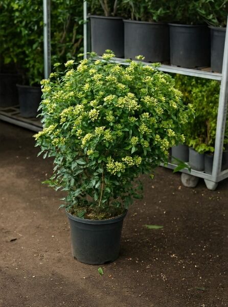 Viburnum tinus 'Eve Price' / Mittelmeer-Schneeball 'Eve Price', 80–100 cm C25, buschige Topfpflanze mit grünen Blättern und Knospenständen.