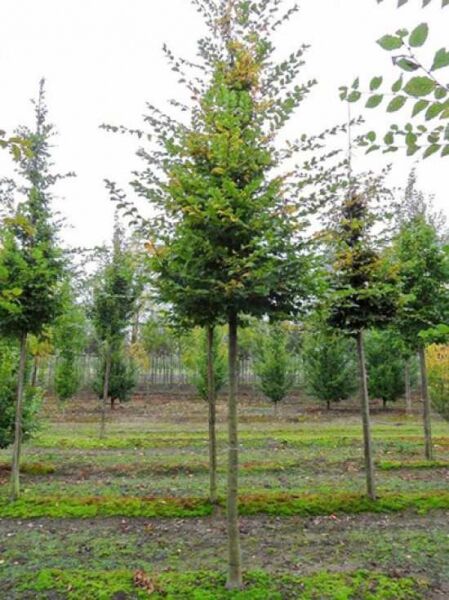 Carpinus betulus (Hainbuche/Weißbuche) Hochstamm 20-25 StU mit durchgehendem Stamm und schmaler Krone im Feldanbau.
