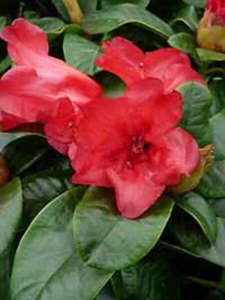 Rhododendron repens 'Baden Baden' / Rhododendron 'Baden Baden'