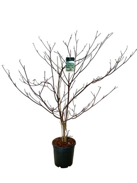 Riesen-Hartriegel 'Pagoda' / Cornus controversa 'Pagoda'