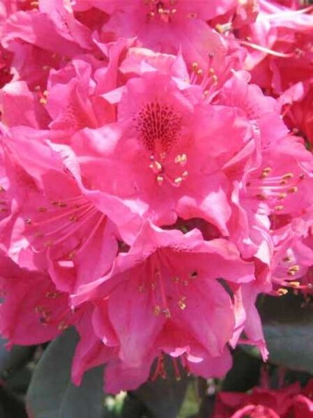 Rhododendron 'Manuela' / Rhododendron Hybride 'Manuela'