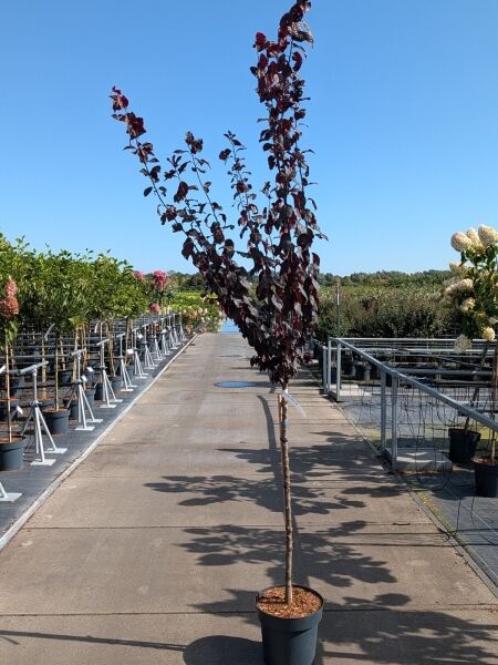 Blut-Pflaume 'Nigra' - Prunus cerasifera 'Nigra'