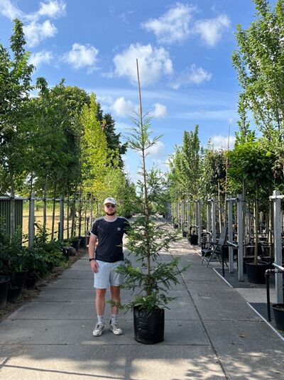 Küstensequoie, Küstenmammutbaum / Küstensequoie, Küstenmammutbaum