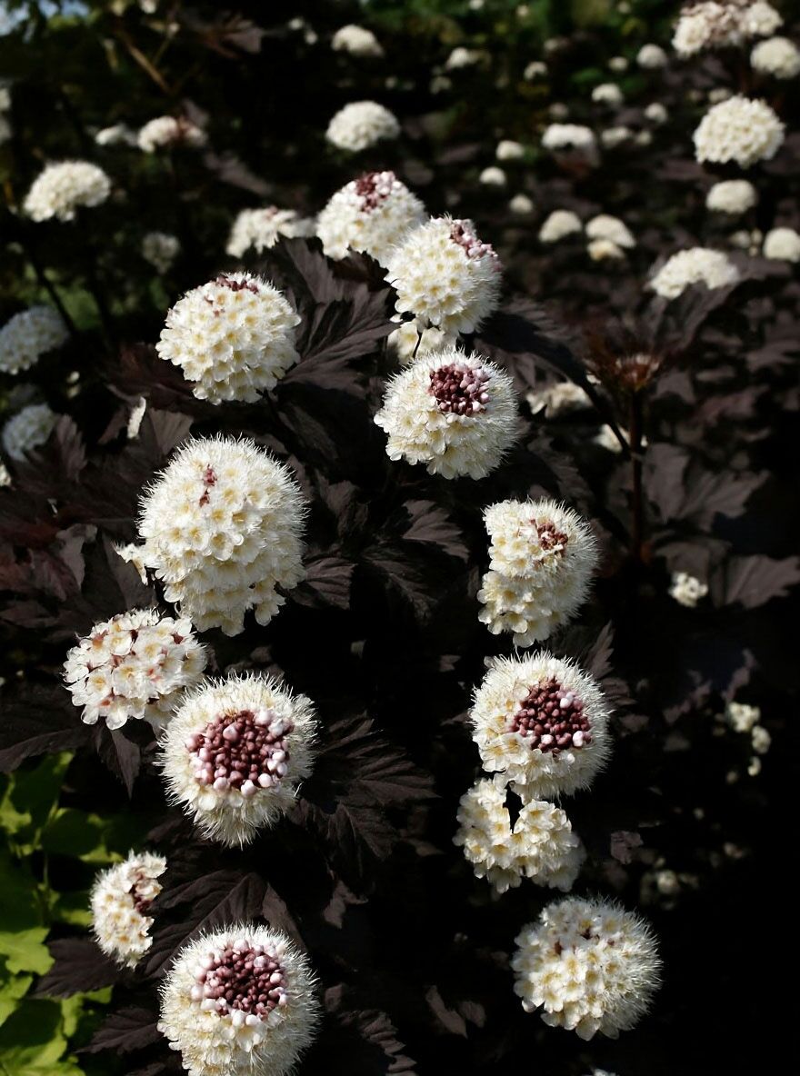 Dunkelrote Blasenspiere 'Diabolo ' - Physocarpus opulifolius 'Diabolo '