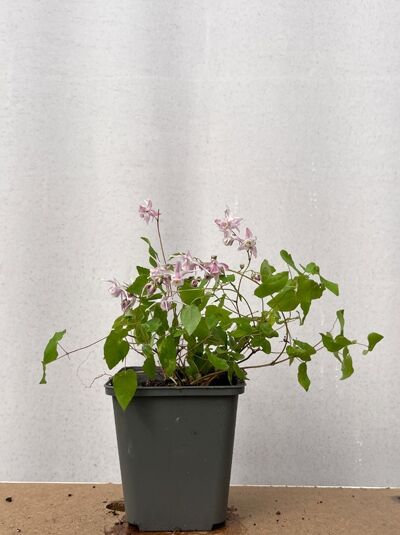 Elfenblume 'Roseum' - Epimedium youngianum 'Roseum'