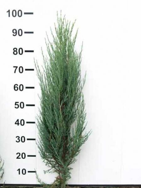 Blauer Raketen-Wacholder / Blauer Raketen-Wacholder