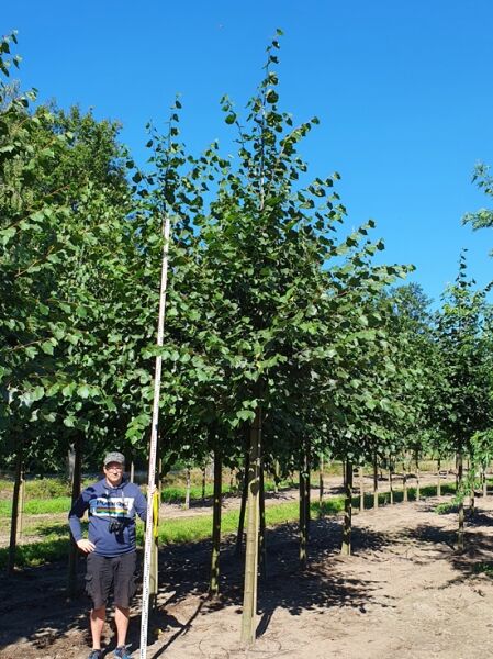 Tilia europaea 'Pallida' / Kaiser-Linde