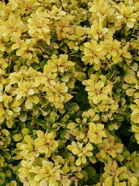 Berberis thunbergii 'Tiny Gold ®' / Hecken-Berberitze 'Tiny Gold'