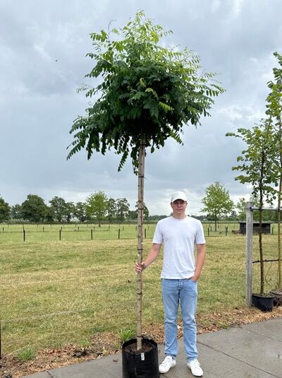 Robinia pseudoacacia 'Umbraculifera' / Kugel-Robinie, Kugel-Akazie 225 cm Stamm 10-12 StU im Container mit kugeliger Krone