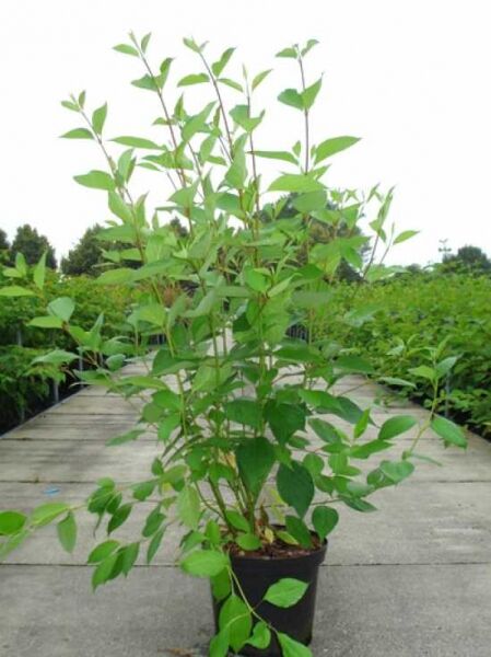 Purpur-Hartriegel (Cornus alba 'Sibirica' / 'Baton Rouge') 100-125 cm C12, mehrtriebiger Strauch im Container mit grünem Laub