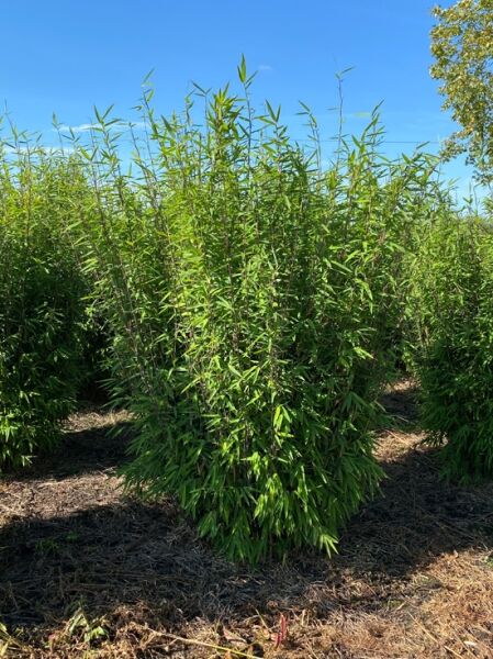  Schwarzer Schirmbambus 'Black Pearl' ® /  Schwarzer Schirmbambus 'Black Pearl' ®