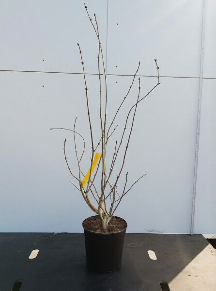 Syringa persica (Persischer Flieder) Strauch im Topf, 60–80 cm, Container C10, mehrtriebig mit kahlen Zweigen.