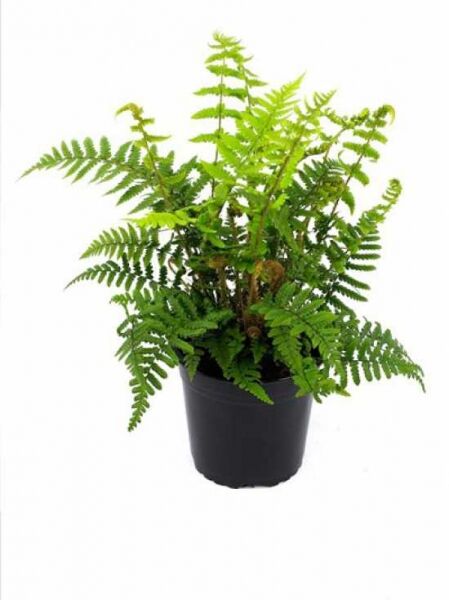 Goldschuppenfarn (Dryopteris affinis) im Kunststofftopf, Sorte Streuschuppiger Wurmfarn, C2, mit grünen, gefiederten Wedeln