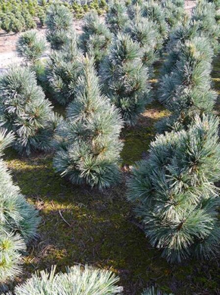 Pinus flexilis 'Vanderwolf's Pyramid' / Biegsame Kiefer 'Vanderwolf's Pyramid' 80-100 cm m. B., blaugrüne Nadeln, buschig-kegelig