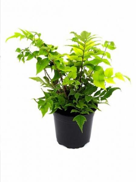 Fortuneis-Sichelfarn (Cyrtomium falcatum var. clivicola) im schwarzen Kunststofftopf, mit grünen, gefiederten Farnwedeln.