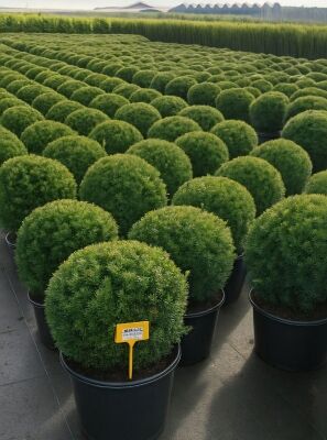 thuja occidentalis 'smaragd Thuja occidentalis 'Smaragd' - 200-220cm main image 1