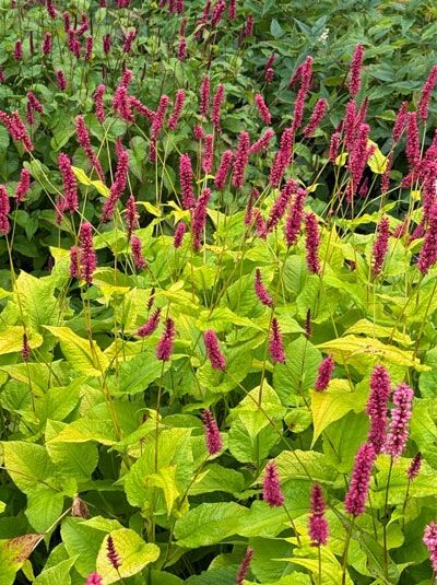Kerzen-Knöterich 'Dikke Floskes' / Persicaria amplexicaulis 'Dikke Floskes'