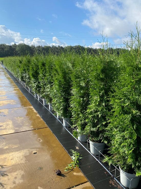 Lebensbaum 'Brabant' - Thuja occidentalis 'Brabant' - Baumschule NewGarden