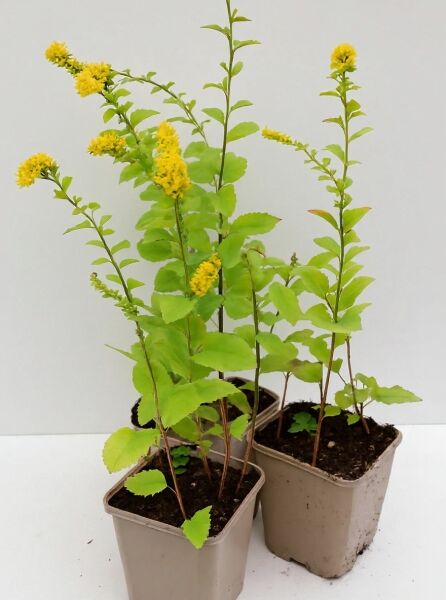 Solidago sphacelata 'Golden Fleece' (Gefleckte Goldrute) P9, Jungpflanzen im Topf mit grünen Blättern und gelben Blütenrispen