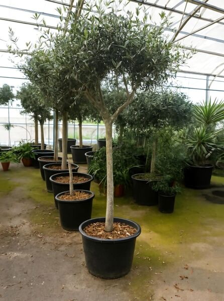 Olea europaea (Olivenbaum), Halbstamm 16-18 StU C90, im schwarzen Topf mit schlankem Stamm und buschiger Krone.