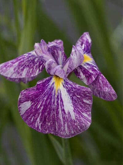 Japanische Sumpf-Schwertlilie 'Lilofee' / Iris ensata 'Lilofee'
