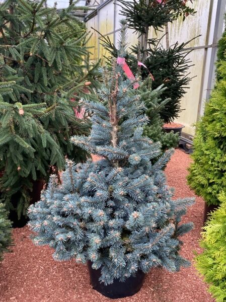Blaue Zwerg-Korktanne 'Glauca Compacta' (Abies lasiocarpa) als kompakter, blaugrüner Nadelstrauch im Beet.