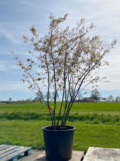 Kupfer-Felsenbirne 250 - 300 cm Schirmform / Amelanchier lamarckii (876167)