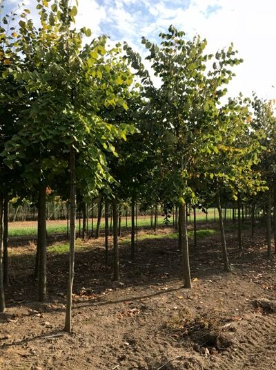 Tilia platyphyllos / Sommer-Linde