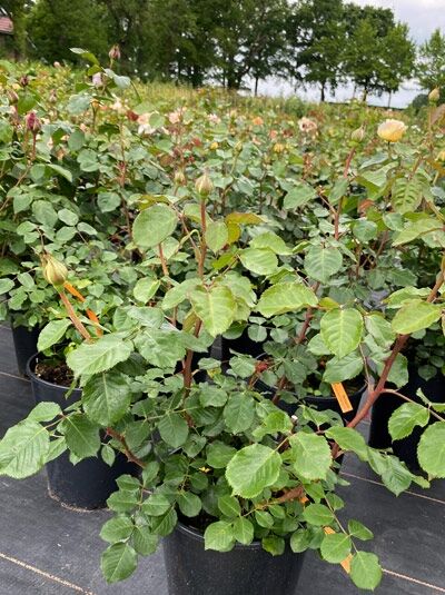 Rosa 'Marzipan'® / Edelrose 'Marzipan'® C5 im Topf, kräftige grüne Blätter und mehrere Knospen an aufrechten Trieben