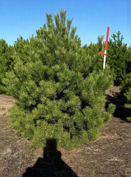 Pinus mugo (Berg-Kiefer) 200–250 cm m. Db., solitärer Nadelstrauch mit dichtem, buschigem Wuchs und grünen Nadeln