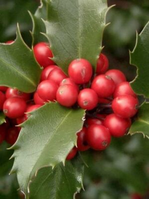 Stechpalme / Ilex gnstig in Top-Baumschulqualitt kaufen