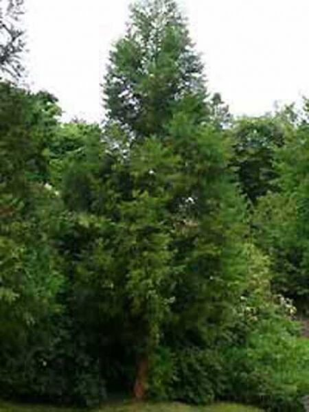 Hahnenkamm-Sicheltanne 'Cristata' / Cryptomeria japonica 'Cristata'