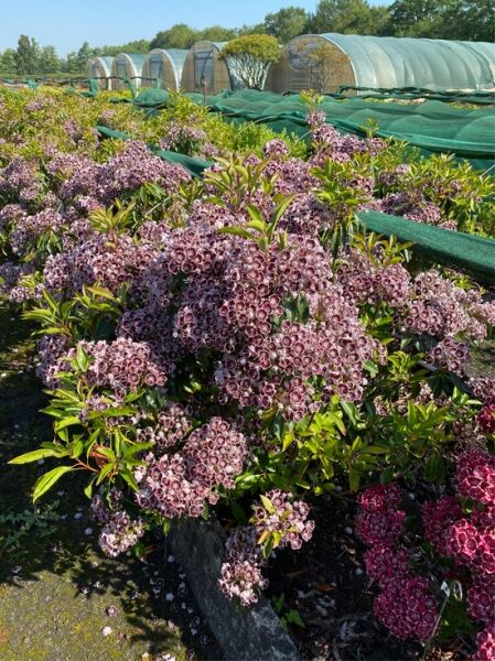 Kalmia latifolia 'Mitternacht' (Lorbeerrose/Berglorbeer) Solitär 90–100 cm, Strauch mit rosa Blütenbüscheln und grünen Blättern