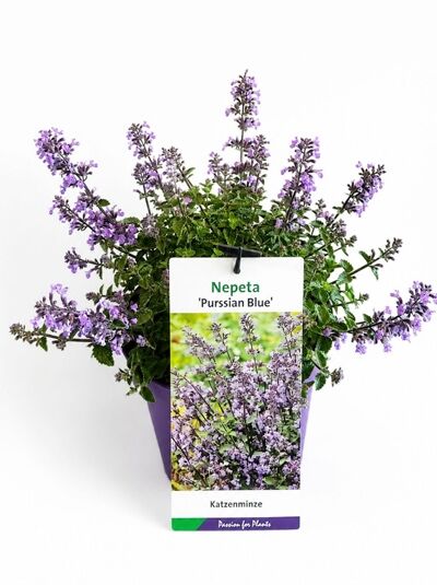 Katzenminze 'Purrsian Blue' / Nepeta faassenii 'Purrsian Blue'