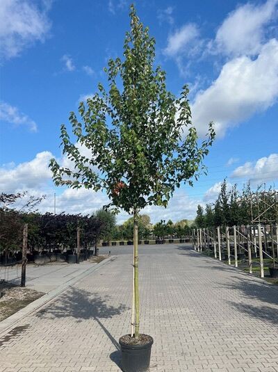 Rot-Ahorn (Acer rubrum) 'Autumn flame' Hochstamm 12-14 StU im Container, schlanker Stamm mit aufrechtem Kronenaufbau.