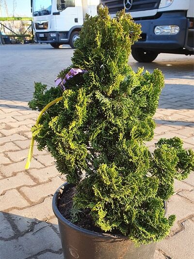 Zwerg-Muschelzypresse Chamaecyparis obtusa 'Nana Gracilis' 50-60 cm C35, kompakter Nadelstrauch im schwarzen Topf