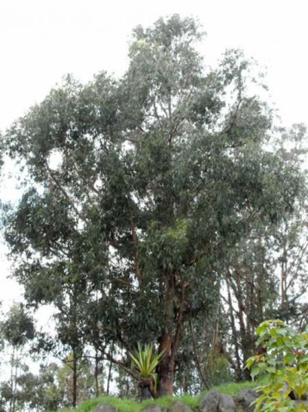 Blauer Eukalyptus / Tasmanischer Blaugummibaum / Fieberbaum / Eucalyptus globulus