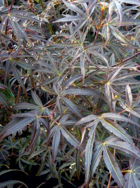 Japanischer Fächerahorn / Acer palmatum 'Scolopendrifolium Atropurpureum'