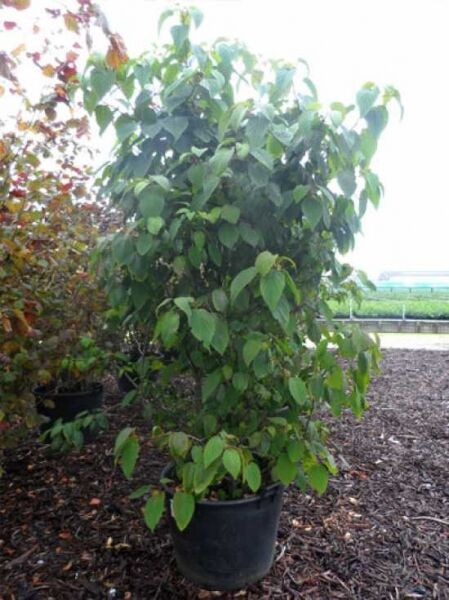 Taschentuchbaum / Aufwiedersehenbaum / Taubenbaum / Taschentuchbaum / Aufwiedersehenbaum / Taubenbaum