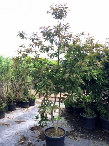 Castanea sativa 'Anny's Summer Red' / Esskastanie 'Annys Summer Red'