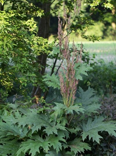 Rheum palmatum tanguticum (Kron-Rhabarber, Sibirischer Zier-Rhabarber) mit großen, tief gelappten Blättern und Blütenkerzen