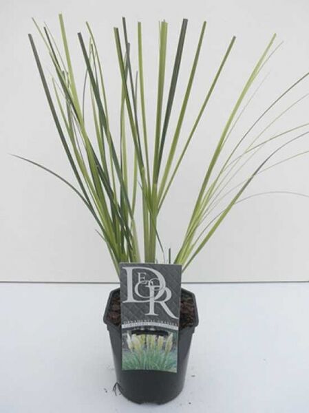 Mini-Pampas / Mini-Pampas
