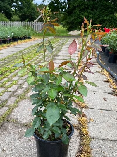 Rosa 'Friesia ®' (Beetrose 'Friesia') A-Qualität C3, Rosenstrauch im Topf mit grünen Blättern und rötlichem Austrieb.