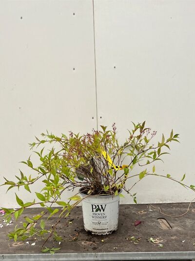 Deutzia rosea 'Yuki Cherry Blossom'® / Maiblumenstrauch 30-40 cm C3, Strauch im Container mit grünen Trieben und Knospen