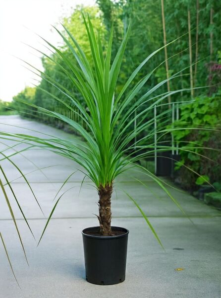 Cordyline australis (Keulenlilie) im Topf C10, 100–125 cm, mit schlankem Stamm und grünem, schmalem Blattbüschel.