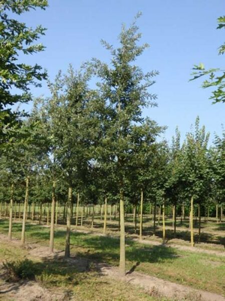 Quercus cerris (Zerr-Eiche, Türkische Eiche) Hochstamm 35-40 StU mit Drahtballen, gerader Stamm und belaubte Krone.
