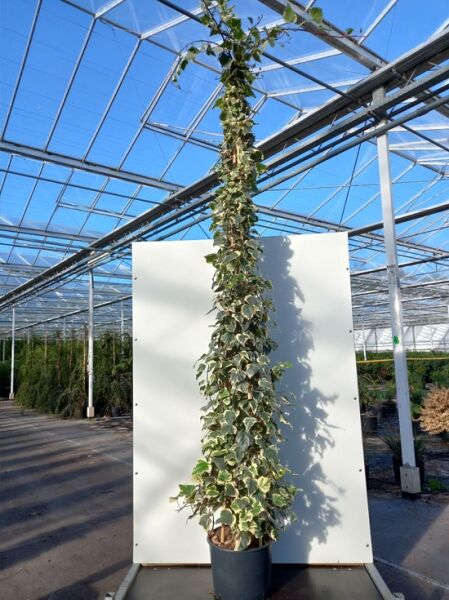 Nordafrikanischer Efeu (Hedera algeriensis) 'Gloire de Marengo', 250–300 cm, im C25-Topf an Stab mit panaschierten Blättern.