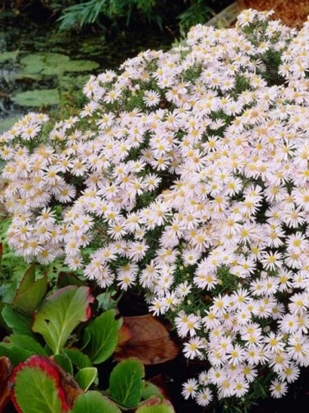 Kissen-Aster 'Schneekissen' / Aster dumosus 'Schneekissen'